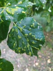 Didymomyia tiliacea