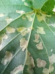 Didymomyia tiliacea