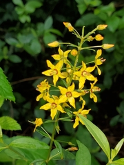 Lysimachia terrestris