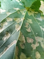 Didymomyia tiliacea