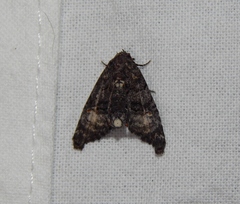 Marathyssa albidisca