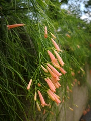 Russelia equisetiformis