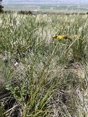 Lomatium cous
