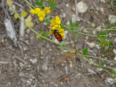 Mylabris quadripunctata