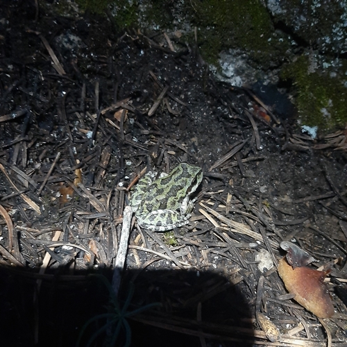 iNaturalist observation photo of Pacific chorus frog
