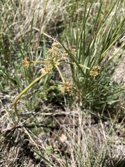 Lomatium cous