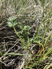 Lomatium cous
