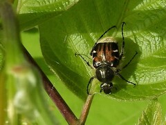 Trichiotinus affinis