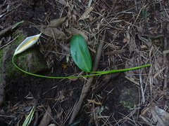 Stenospermation rusbyi