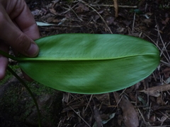 Stenospermation rusbyi