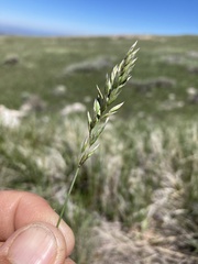Poa cusickii