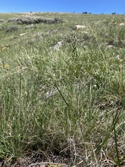 Poa cusickii