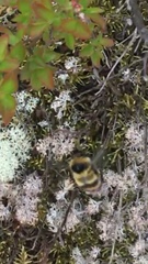 Bombus frigidus