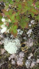 Bombus frigidus
