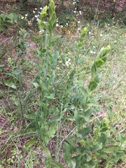 Solidago rigida rigida