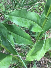 Solidago rigida rigida