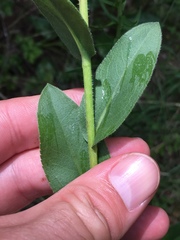 Solidago rigida rigida