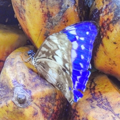 Morpho cypris