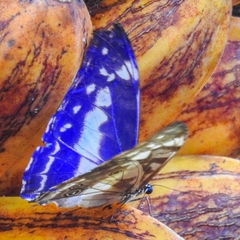 Morpho cypris