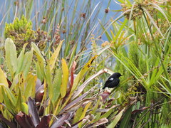 Diglossa lafresnayii