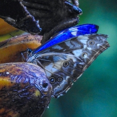 Morpho cypris