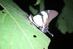 Eurytides callias