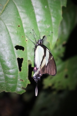 Eurytides callias
