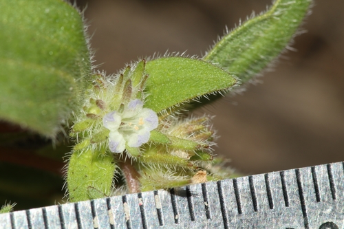 obscure scorpion plant (Phacelia inconspicua)