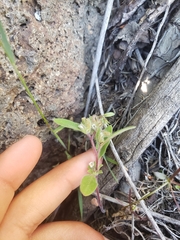 Phacelia inconspicua