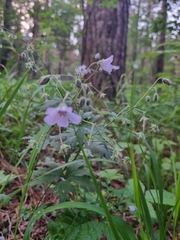Geranium pseudosibiricum