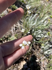 Arabis nuttallii