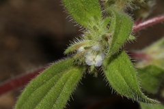 Phacelia inconspicua