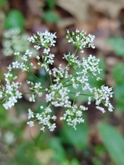 Conopodium