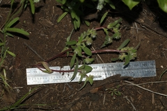 Phacelia inconspicua
