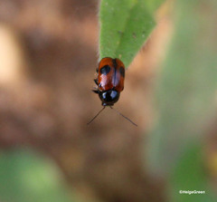 Cryptocephalus bipunctatus