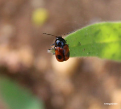 Cryptocephalus bipunctatus