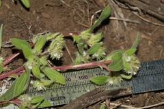 Phacelia inconspicua