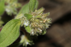 Phacelia inconspicua