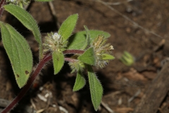 Phacelia inconspicua