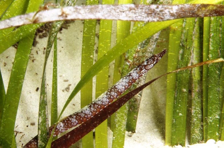 Verco's pipefish (Vanacampus vercoi) — Syngnathidae