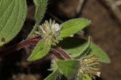 Phacelia inconspicua