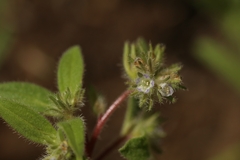 Phacelia inconspicua