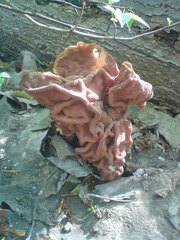 Gyromitra fastigiata
