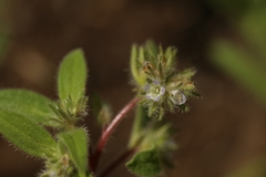 Phacelia inconspicua