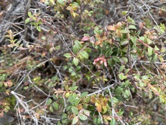 Vaccinium chihuahuense