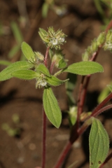 Phacelia inconspicua