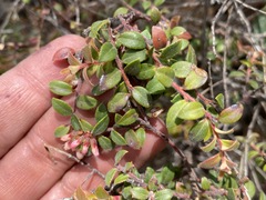 Vaccinium chihuahuense