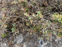 Vaccinium chihuahuense