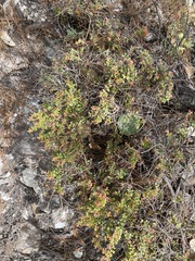 Vaccinium chihuahuense