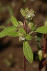 Phacelia inconspicua